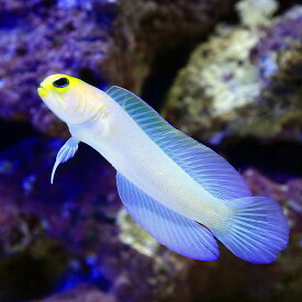 楽天市場 海水魚 ハゼ 種類の通販