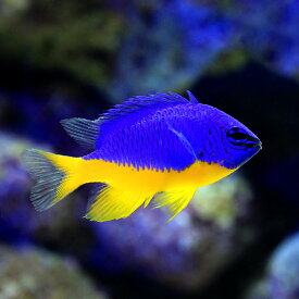楽天市場 チャーム 海水魚の通販