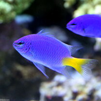 楽天市場】ルリスズメダイの通販