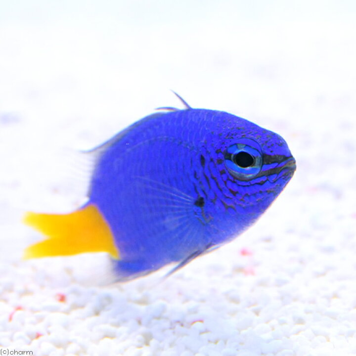 楽天市場 海水魚 シリキルリスズメダイ 1匹 北海道 九州航空便要保温 Charm 楽天市場店 楽天市場 海水魚 シリキルリスズメダイ 1匹 北海道 九州航空便要保温 Charm 楽天市場店