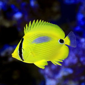 楽天市場 海水魚 生体 チャームの通販