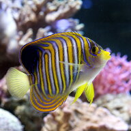 （海水魚）ヤッコ　ニシキヤッコ　成魚　Lサイズ（1匹）　北海道・九州航空便要保温