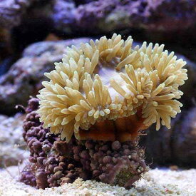 楽天市場 イソギンチャク 生体の通販