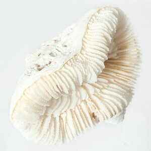 `󂨔C@TS@IIoiTSn@1@֓