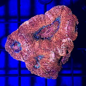 （サンゴ）一点物　オーストラリア産　オオトゲキクメイシ　CM－16608（1個）