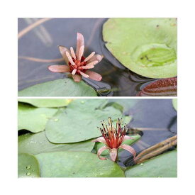 （ビオトープ）水辺植物　ジュンサイ（1株）（休眠株）　浮葉植物【HLS_DU】