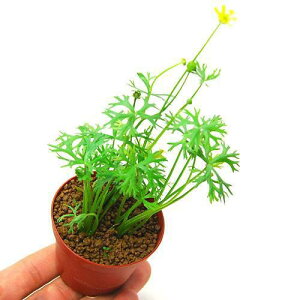 ijkNX@Ck_^XitjAi_ji1j