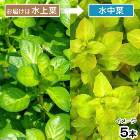 楽天市場 ルドウィジア グリーンの通販