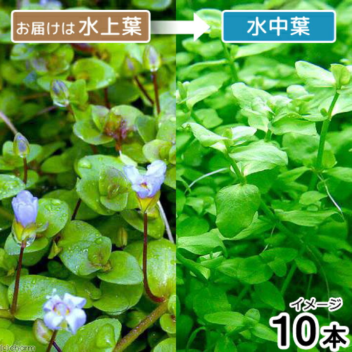 楽天市場 水草 バコパ オーストラリス 水上葉 無農薬 １０本 北海道航空便要保温 Charm 楽天市場店
