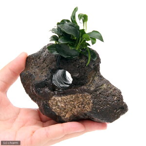 ijAkrAXii@v`@n΁itji1j