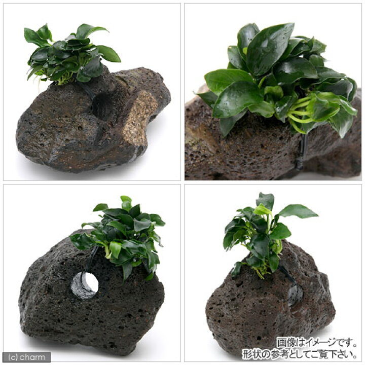 楽天市場】（水草）アヌビアスナナ プチ 穴あき溶岩石（水上葉）（1個 