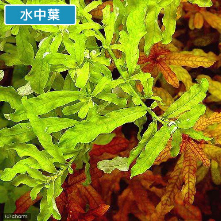 楽天市場 水草 ルドウィジア インクリナータ グリーン 水上葉 無農薬 5本 北海道航空便要保温 Charm 楽天市場店 楽天市場 水草 ルドウィジア インクリナータ グリーン 水上葉 無農薬 5本 北海道航空便要保温 Charm 楽天市場店