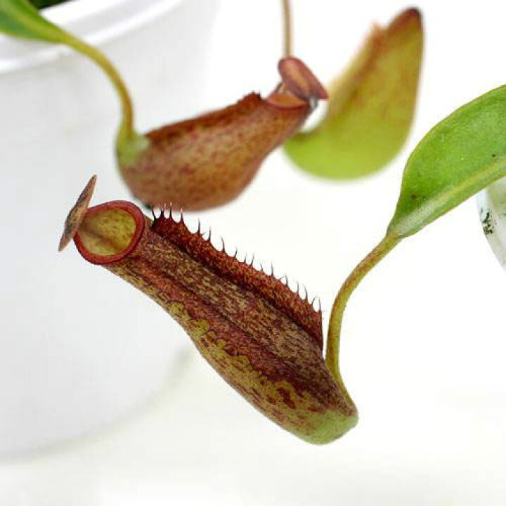 ハイクオリティ 食虫植物 ウツボカズラ ネペンテス st pacificus 2 5 3号 1ポット Rmladv Com Br ハイクオリティ 食虫植物 ウツボカズラ ネペンテス st pacificus 2 5 3号 1ポット Rmladv Com Br