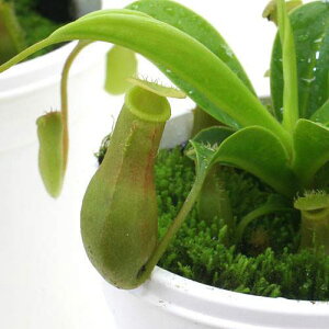 観葉植物 ネペンテス 食虫植物の人気商品 通販 価格比較 価格 Com