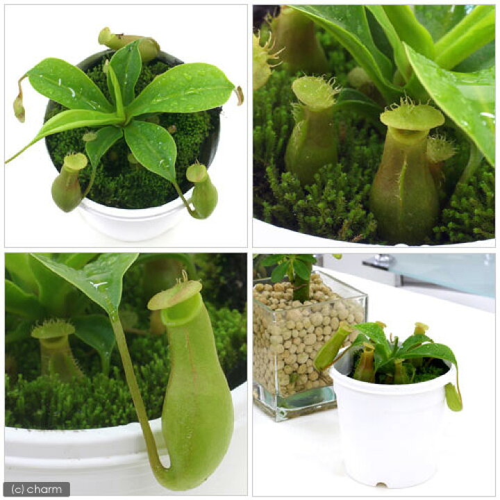 楽天市場】（食虫植物）ウツボカズラ ネペンテス ベントラータ 2．5 