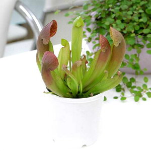 (食虫植物)サラセニア スワニアナ 2.5〜3号(1ポット)(休眠状態)