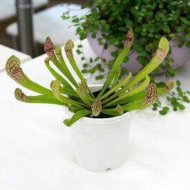 （食虫植物）サラセニア　スカーレットベル　2．5～3号（1ポット）【HLS_DU】