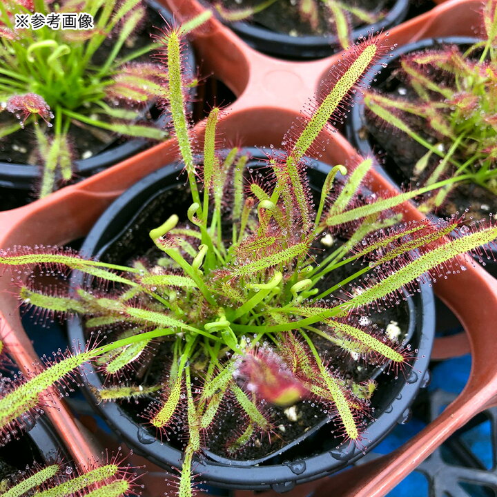 食虫植物 ドロセラ アカイトバモウセンゴケ おトク アカイトバモウセンゴケ