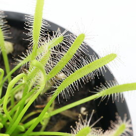（食虫植物）モウセンゴケ　アフリカナガバモウセンゴケ（ドロセラ　カペンシス）　白花　2．5～3号（1ポット）【HLS_DU】