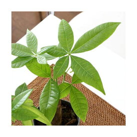 楽天市場 パキラ 種の通販