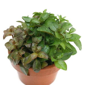 (水草)素焼き鉢 寄せ植えミックス(水上葉)(無農薬)(1鉢)