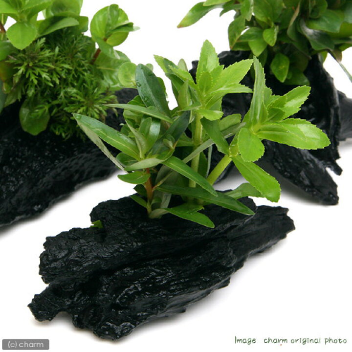 楽天市場】(水草)流木 ザ ボンサイ Sサイズ(水上葉)(無農薬)(1本)(約15cm) : charm 楽天市場店 楽天市場】(水草)流木 ザ ボンサイ Sサイズ(水上葉)(無農薬)(1本)(約15cm) : charm 楽天市場店