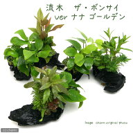 （水草）流木　ザ　ボンサイ　Ver．アヌビアスナナ　ゴールデン　Sサイズ（水上葉）（1本）（約15cm）