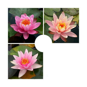 irIg[vj@@܂ѐi퐇@iXCj@nF@1i1|bgjixԁj