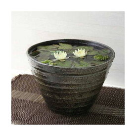 楽天市場 ビオトープ用 水草 セットの通販