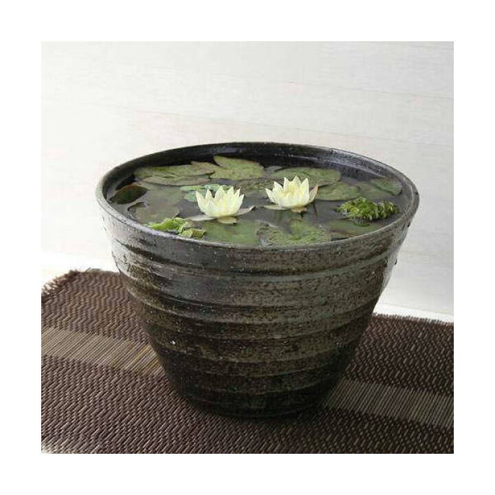 楽天市場 ビオトープ 水草 姫睡蓮 ヒメスイレン 黄 益子焼 姫睡蓮鉢 ヒメスイレン鉢 セット 炭化 説明書付 本州四国限定 Charm 楽天市場店