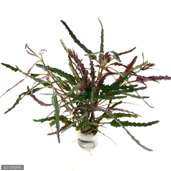 楽天市場 テラリウム ヘミグラフィス レパンダ 無農薬 ２本 北海道航空便要保温 Charm 楽天市場店