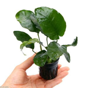 ijAkrAX@oe[@חt^Cv@ցi1|bgj