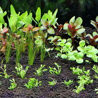 （水草）おまかせ水上葉　レイアウトセット　30cm水槽用　6種（無農薬）（1パック）（水草説明書付）