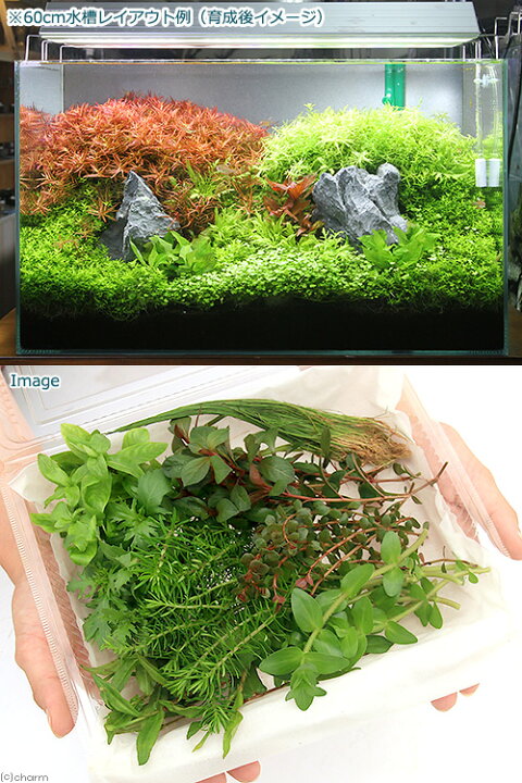 水草 おまかせ水上葉 ２０ｃｍ水槽用 無農薬 レイアウトセット ４種