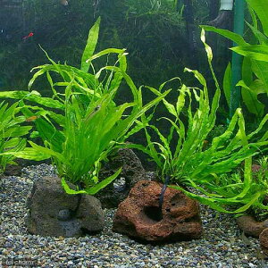 ij܂~N\Eitj@n΁i1j