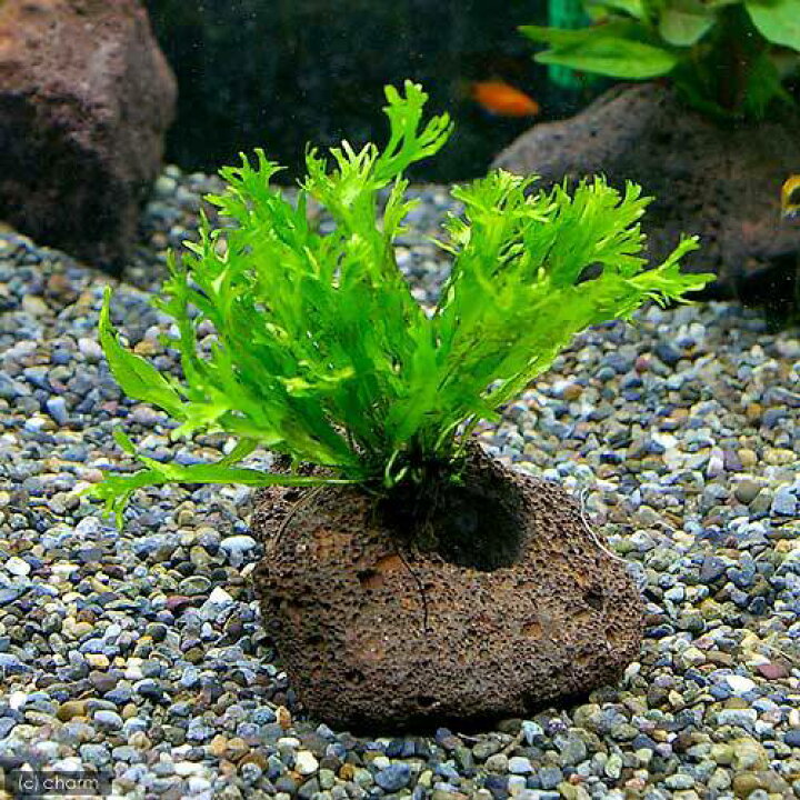 楽天市場 水草 ミクロソリウム ウェンディロフ付 穴あき溶岩石 1個 Charm 楽天市場店 楽天市場 水草 ミクロソリウム ウェンディロフ付 穴あき溶岩石 1個 Charm 楽天市場店