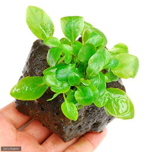 ijxAJ[fBiXitjnΕti_ji1j