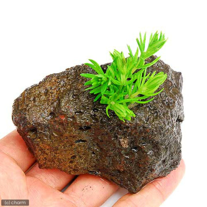 楽天市場 水草 ポゴステモン デカネンシス 水上葉 穴あき溶岩石付 無農薬 １個 Charm 楽天市場店