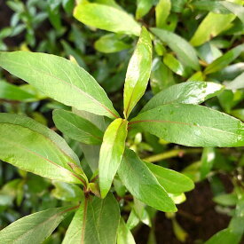 （水草）ニューラージリーフハイグロ（水上葉）（無農薬）（10本）