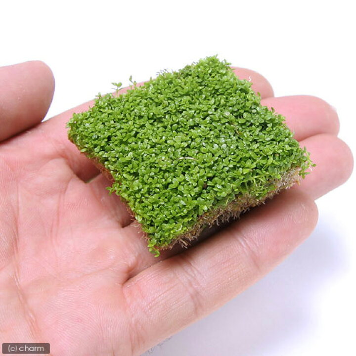 楽天市場 水草 キューバパールグラス 水上葉 キューブタイプｌサイズ 約４ｃｍ 無農薬 １個 北海道航空便要保温 Charm 楽天市場店