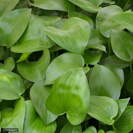 楽天市場 水生植物 種類 植物 バラ 観葉植物 花 観葉植物 花 ガーデン Diyの通販 楽天市場 水生植物 種類 植物 バラ 観葉植物 花 観葉植物 花 ガーデン Diyの通販