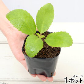 楽天市場 ハカラメ 花 ガーデン Diy の通販