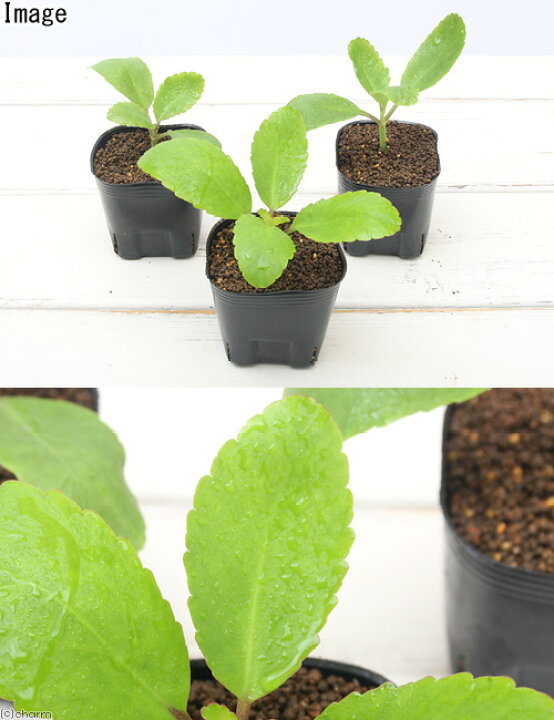 楽天市場 観葉植物 マザーリーフ セイロンベンケイソウ ３号 １ポット 北海道冬季発送不可 Charm 楽天市場店