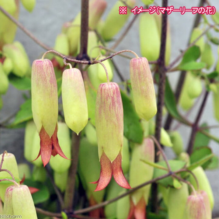 楽天市場 観葉植物 マザーリーフ セイロンベンケイソウ ３号 １ポット Charm 楽天市場店