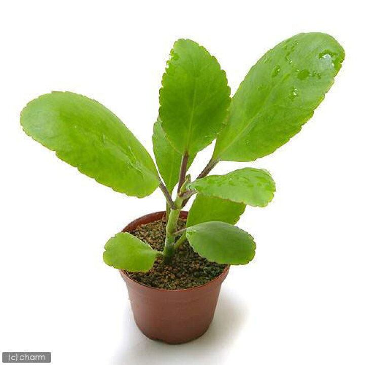 楽天市場 観葉植物 マザーリーフ セイロンベンケイソウ ３号 １ポット 北海道冬季発送不可 Charm 楽天市場店