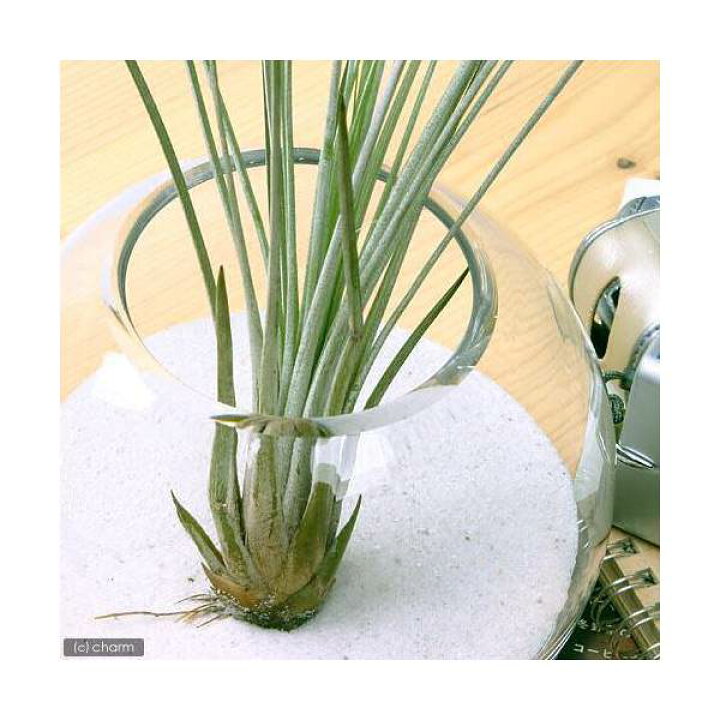 観葉植物 エアープランツ ティランジア カピラリス 1株 トップ 観葉植物 エアープランツ ティランジア カピラリス 1株 トップ
