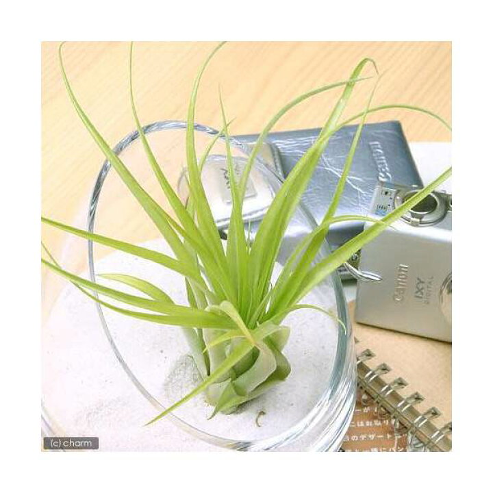 楽天市場 観葉植物 エアープランツ ティランジア ブラキカウロス １株 Charm 楽天市場店