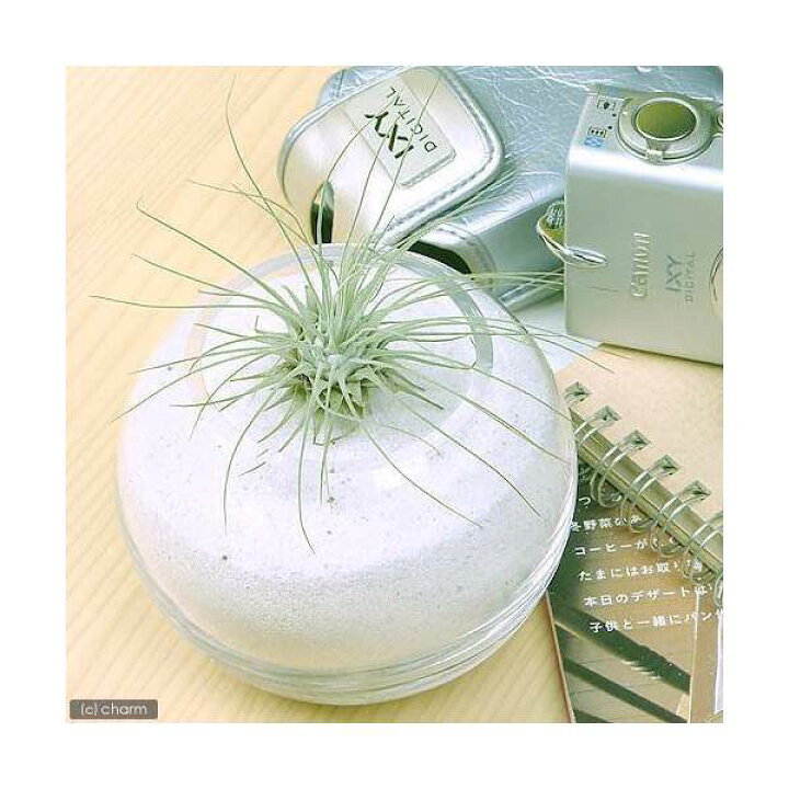 楽天市場 観葉植物 エアープランツ ティランジア フックシー アルゲンティア １株 Charm 楽天市場店