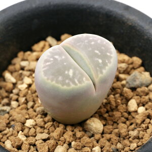 iAjing[vX@I[uʁ@2D5@1Ai1j