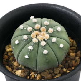 楽天市場 庭木 種類 植物 サボテン 花 ガーデン Diy の通販